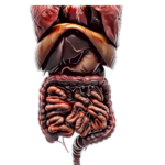 surgical gastroenterology