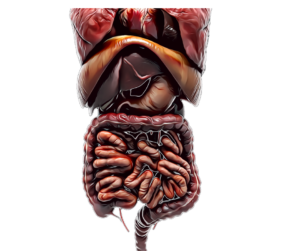 surgical gastroenterology